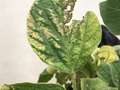 Up-close photo of soybean leaf showing chlorosis and necrotic issue