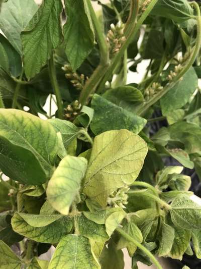 Up-close photo of multiple soybean leaves showing yellowing, wilting, and necrotic areas