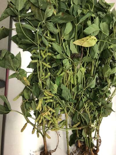 Soybean plants