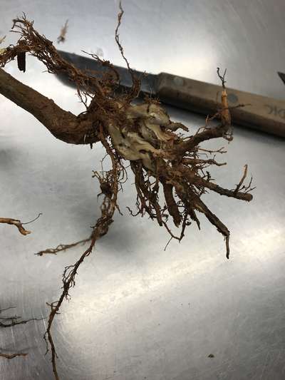 Soybean roots