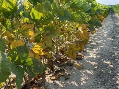 Soybeans in field