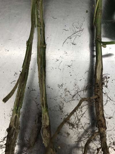 Soybean stems