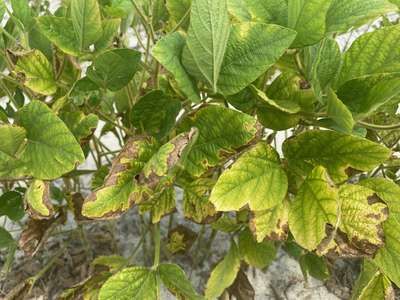 Soybean leaves