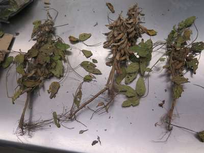 Soybean plants