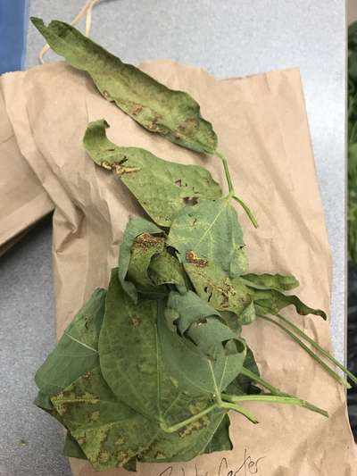 Soybean leaves
