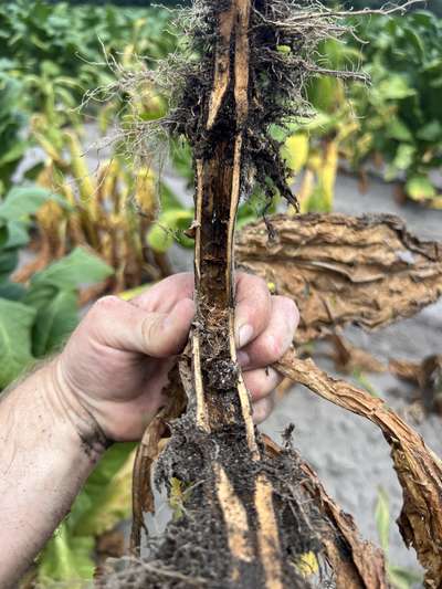 Tobacco stem affected by black shank split in half lengthwise