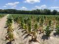 Tobacco field affected by Granville wilt and black shank