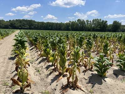 Tobacco field affected by Granville wilt and black shank