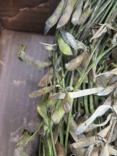 Soybean plant