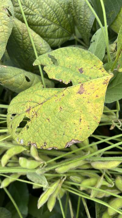 Soybean leaf with yellowing and dark spots