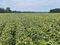Affected soybean field