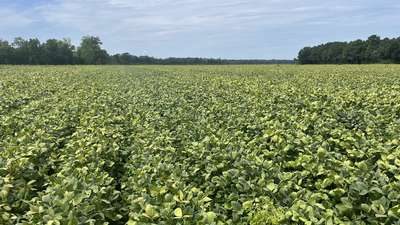 Affected soybean field
