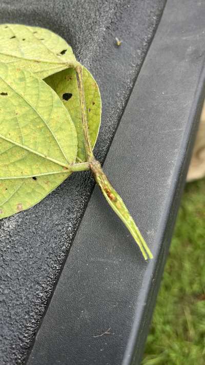 Soybean stem split in half in the field