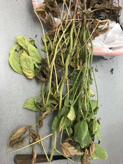 Soybean plant