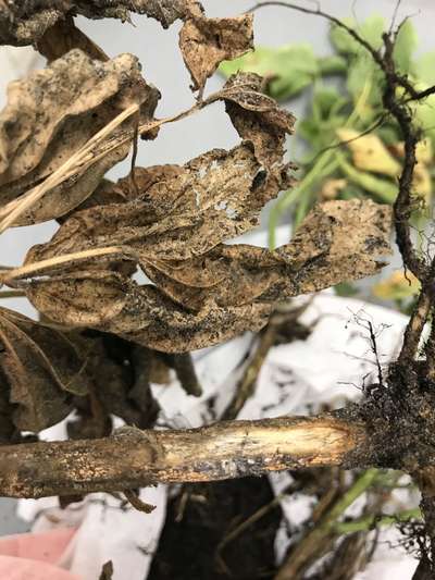 Soybean stem