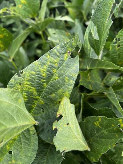 Soybean leaves
