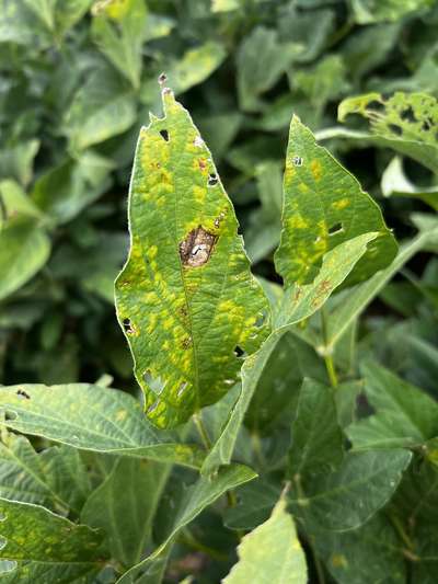 Soybean leaves