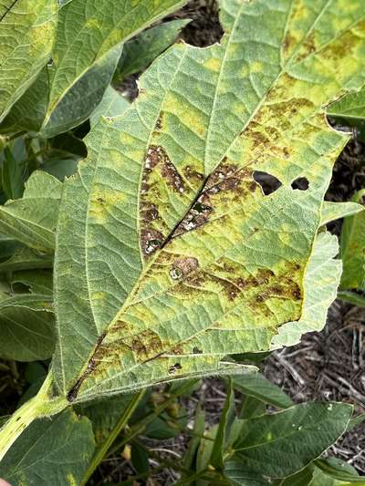Soybean leaves