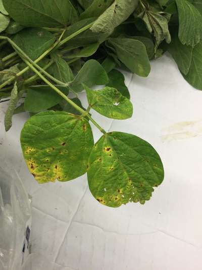 Soybean leaves