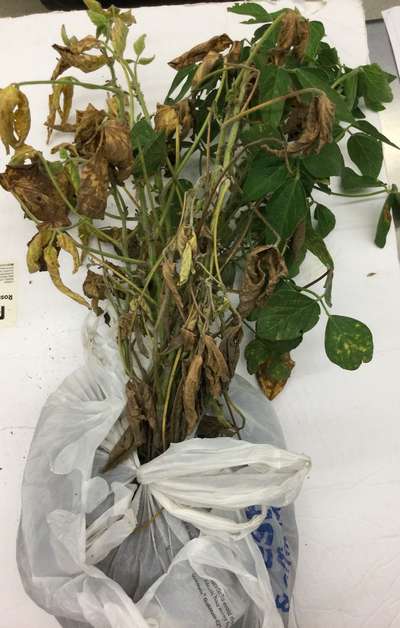 Soybean plant