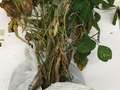 Soybean plant