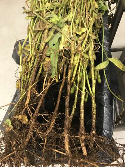 Soybean plant