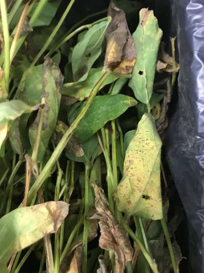 Soybean leaves