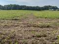 Soybean field affected