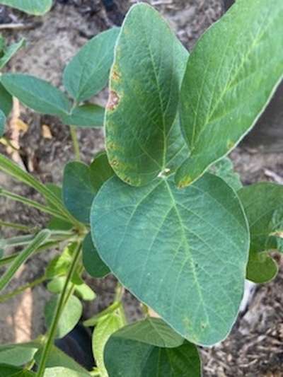 Soybean leaves
