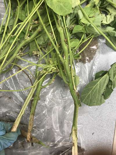 Soybean plant