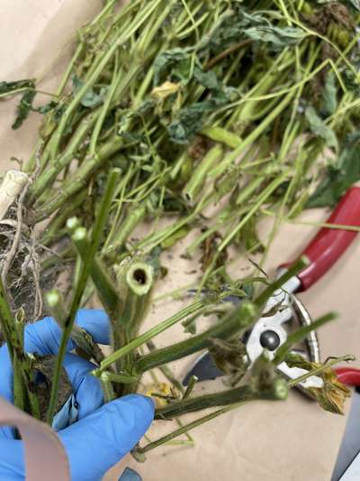 Cut soybean stalk