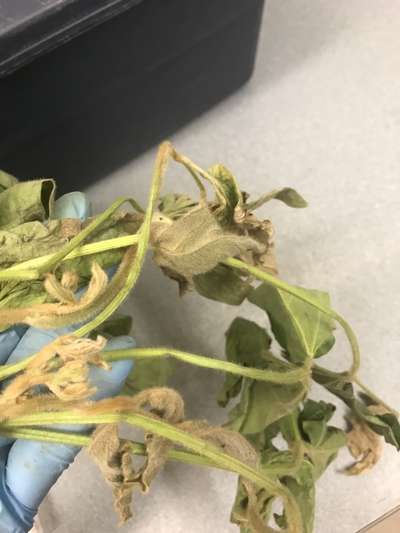 Soybean plant