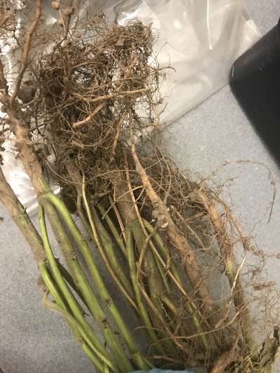 Soybean roots