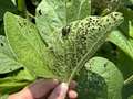 Up-close photo of a soybean leaf with a lacy feeding pattern and Japanese beetles present.