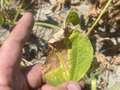 Up-close photo of a soybean leaf with brown and yellow discoloration.