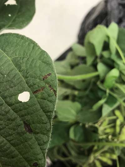 Soybean leaves