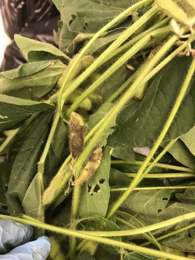 Soybean plant