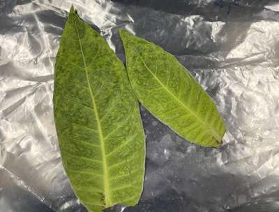 Tobacco leaves with TMV
