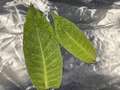 Tobacco leaves with TMV