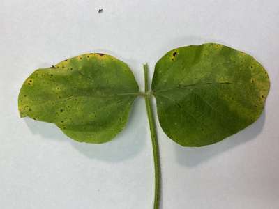 Soybean leaves