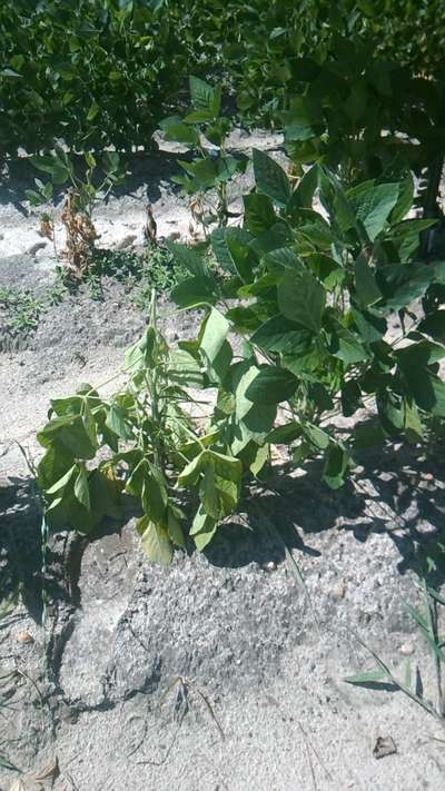 Soybean plants