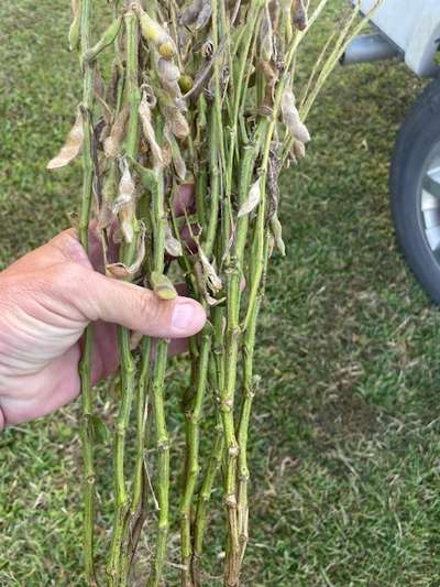 Soybean stems