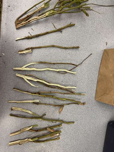 Soybean stems split in half lengthwise