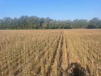 Affected soybean field