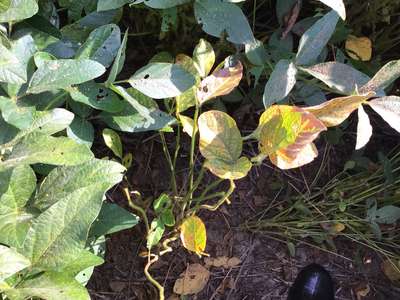 Soybean leaves