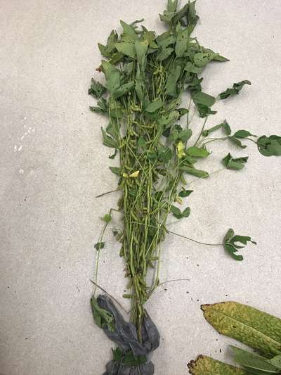 Soybean plant