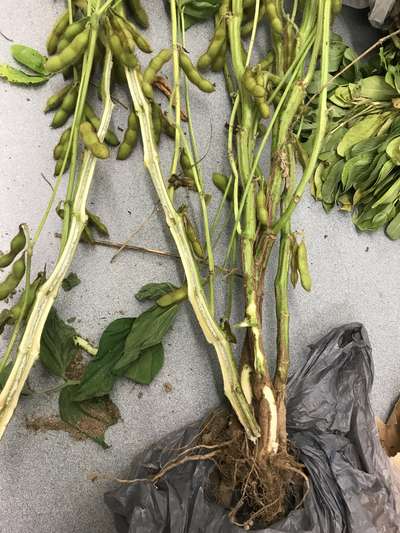 Soybean plant