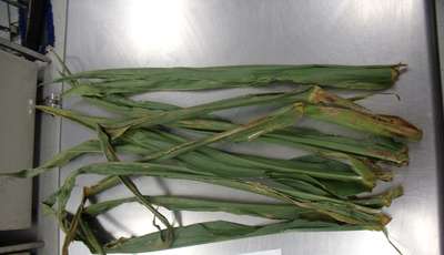 Corn leaves as received by the PDIC