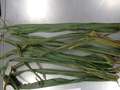 Corn leaves as received by the PDIC