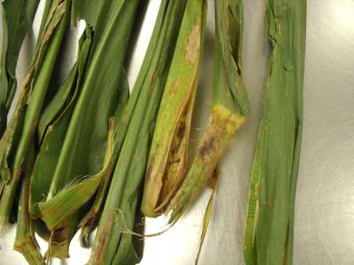 Corn leaf with with a big gray spot